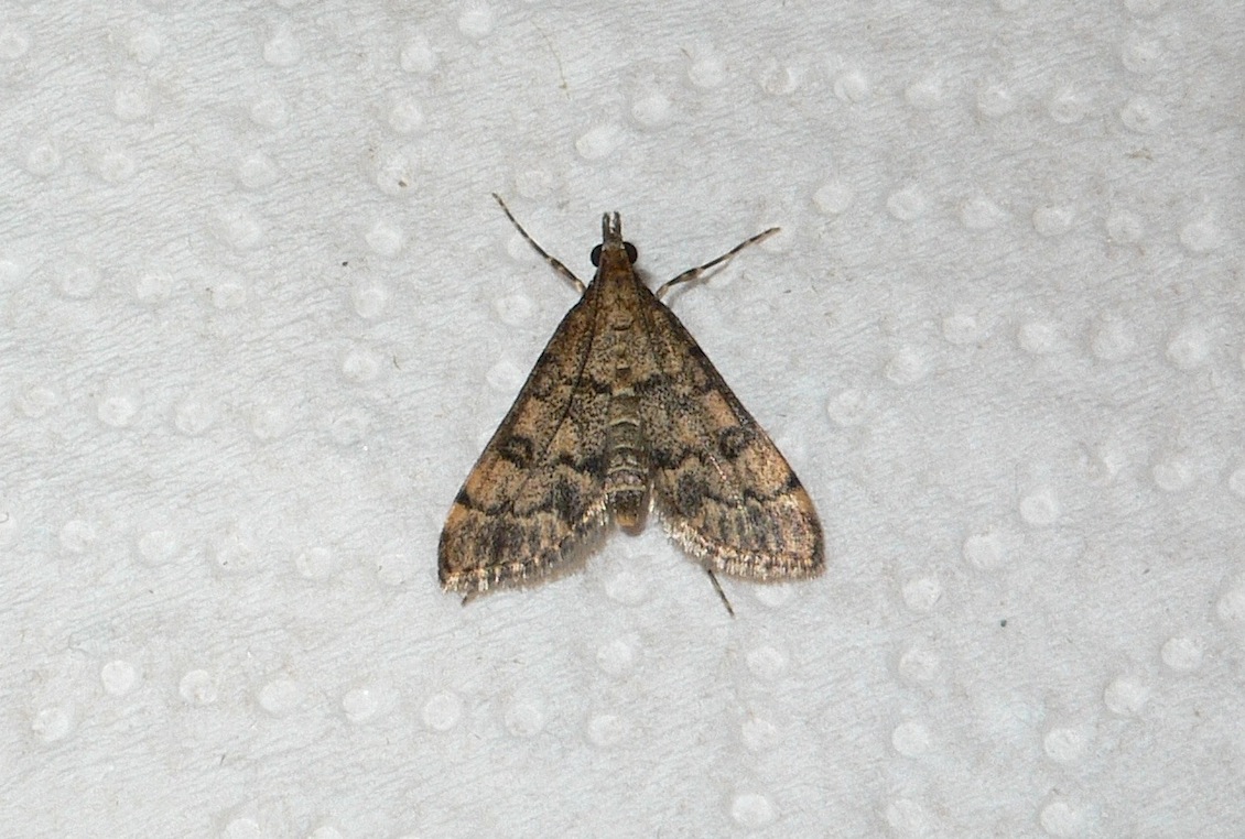 Identificazione falena 30 - Dolicharthria bruguieralis
